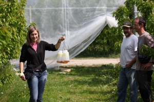 Cultural controls (netting) and monitoring for spotted wing drosophila in Italy