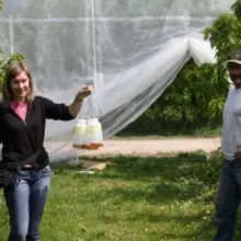Cultural controls (netting) and monitoring for spotted wing drosophila in Italy