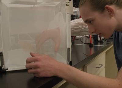 Oregon State University undergraduate Vincent Vaughn-Uding selects a stink bug to record in the lab in May 2023. The bug's call will be utilized b a new pest control device dubbed the "Pied Piper."  Dan Evans / OPB